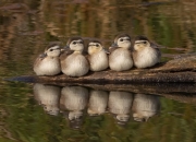 开云APP-那不勒斯奇迹夜，奥纳纳一夫当关，皇马王朝城墙惊现裂痕