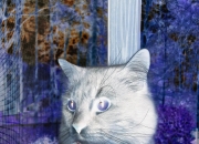 开云体育APP下载-压力下的绽放，奥亚尔萨瓦尔助利物浦轻取尼日利亚，诠释逆境中的唯一性